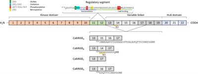 CaMKIIδ Splice Variants in the Healthy and Diseased Heart